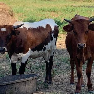 Nothing, just showing my cows ? 😀